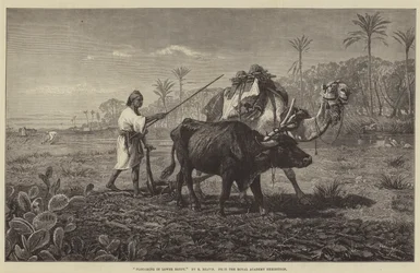 Pflügen in Unterägypten